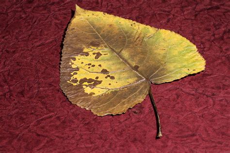 Free photo: leaf, dry leaf, poplar, poplar leaf | Hippopx