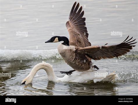 Canada Goose Branta Canadensis Attacking And Running Over Swimming Mute Swan Cygnus Olor In