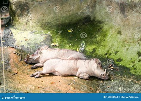 Singapore Zoological Gardens Editorial Photo 165710033