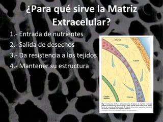 Matriz Extracelular PPT Descarga Gratuita