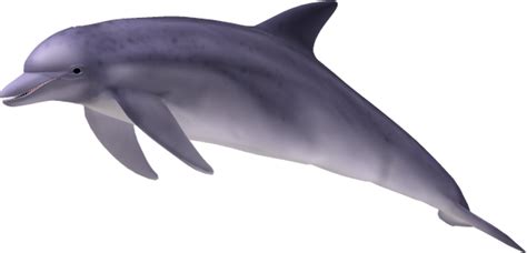 Dolphin PNG