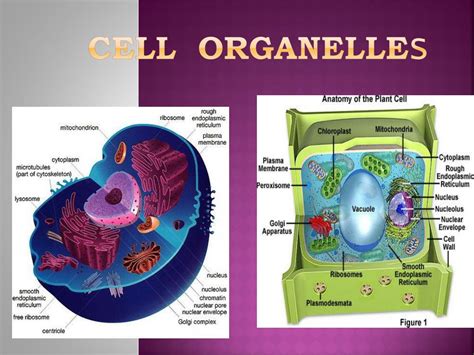 Ppt Cell Organelle S Powerpoint Presentation Free Download Id 1763779