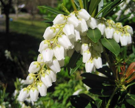 Pieris Japonica Gardensonline