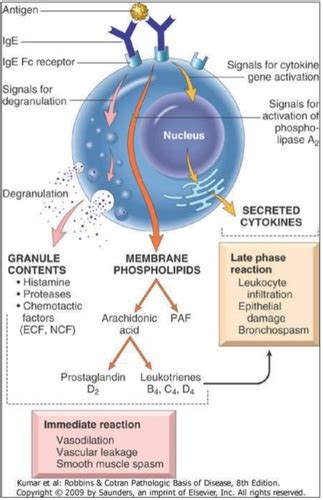 Innate Immunity Adaptive Immunity And The Innate System Flashcards