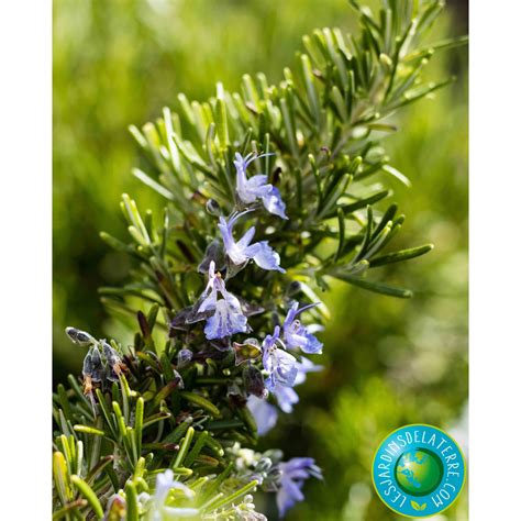 Romarin Rosmarinus Officinalis Pointe Du Raz