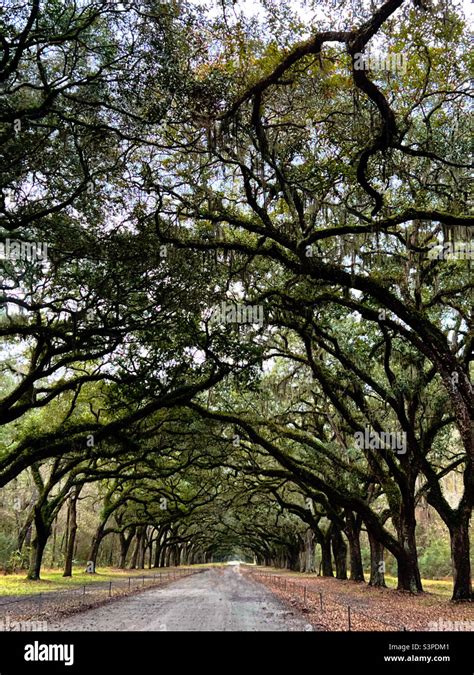 Tunnel Of Live Oak Trees In Georgia Stock Photo Alamy