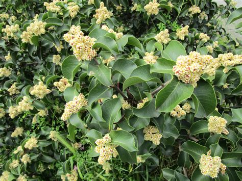 Rhus ovata - Linda Vista Native Plants