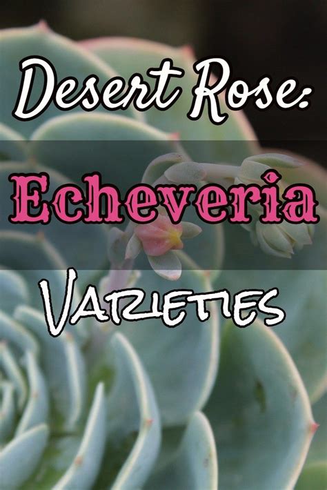 Desert Rose Echeveria Varieties Gardening Limited Desert Plants