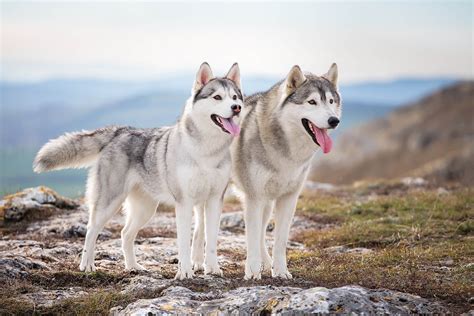 Siberian Husky Steckbrief Charakter Pflege Haltung