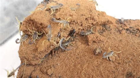 Scorpion Babies Feeding Youtube