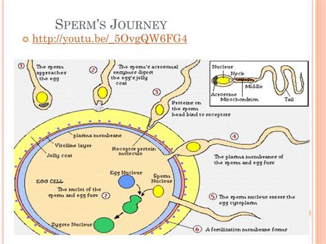 PPT - THE JOURNEY OF THE SPERM & EGG PowerPoint Presentation - ID:1952264