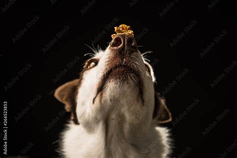 Border Collie dog balancing treats on her nose, isolated against a ...