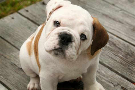 Cute Puppy Dogs Cute English Bulldog Puppies