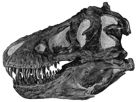 T-rex skull Wikimedia commons - Max Hawthorne