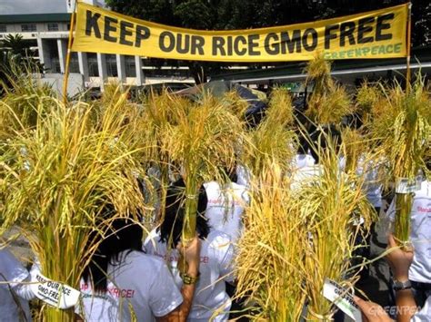 Anti Gmo Groups In The Philippines Launch Campaign Challenging Golden