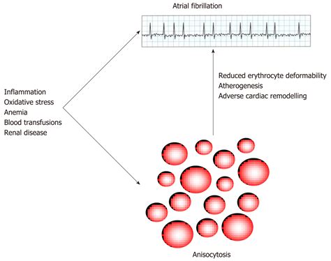 Anisocytosis Rbc