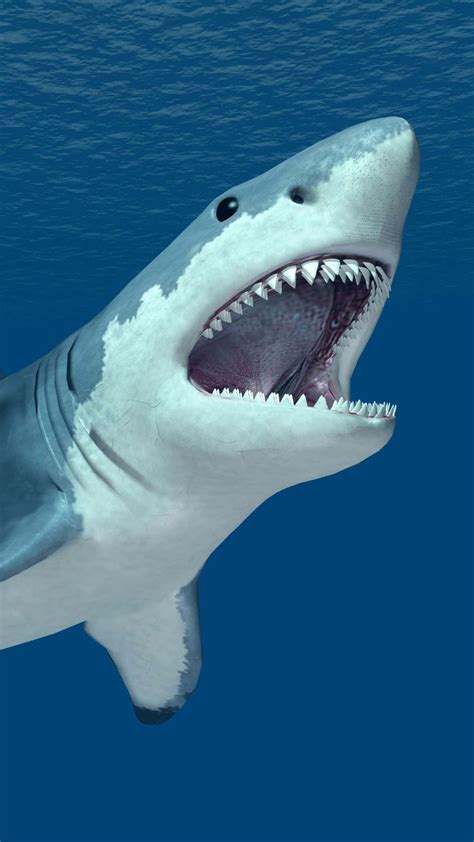Download Cool Shark The Coolest And Most Exciting Sea Resident