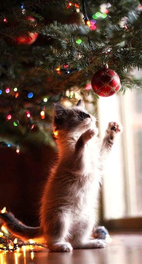 Idee Per Un Albero Di Natale A Prova Di Gatto