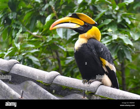 Great Pied Hornbill in the nature, Thailand Stock Photo - Alamy