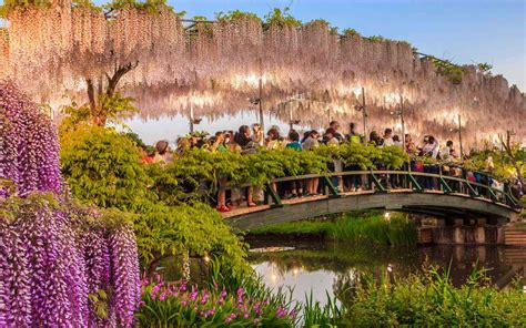 Where To See The Best Wisteria Blooms In Japan This Spring