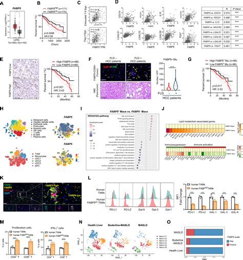 Fabp Lipid Loaded Macrophages Process Tumor Derived Unsaturated Fatty