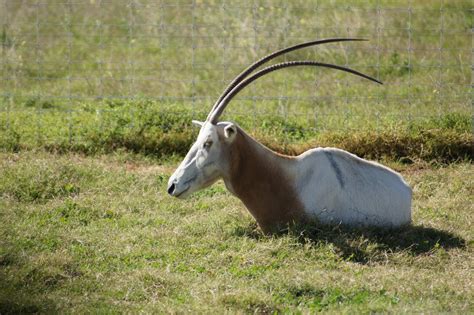 Scimitar Horned Oryx - ZooChat