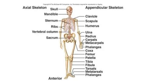 206 Bones of the body diagram