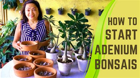 How To Start Adenium Bonsais Desert Rose Beginner S Guide Youtube