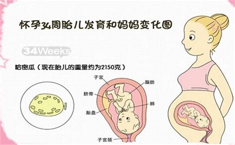 育儿说34周胎儿在母体的姿势是什么样的？