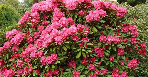 Planting And Caring For Yakushimanum Rhododendrons