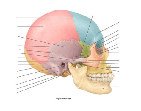 lateral view of head Quiz