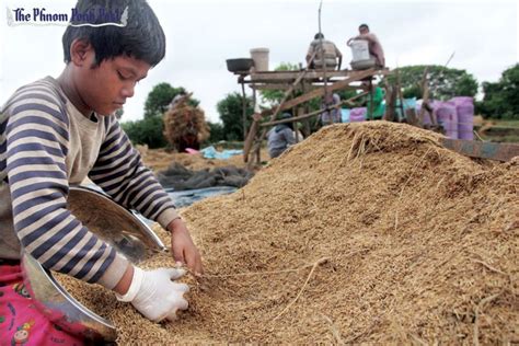 Cambodia S Milled Rice Export Up Per Cent In Q The Star