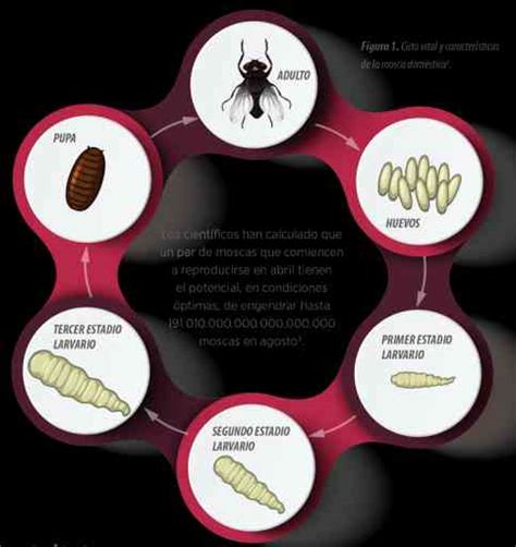 Control Y Prevención De Enfermedades Transmitidas Por La Mosca De La
