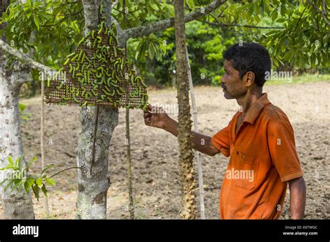 Muga Silkworms Released On A Som Tree Machilus Bombycina In The