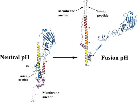 Structure Of Influenza Hemagglutinin In Complex With An Inhibitor Of Membrane Fusion Pnas