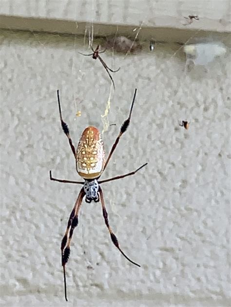 Golden Silk Spider From SH 332 Lake Jackson TX US On August 30 2022