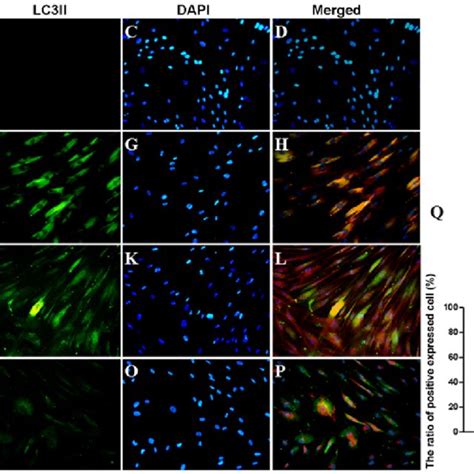 Effect Of Aza And Baf On The Skeletal Myogenic Differentiation Of