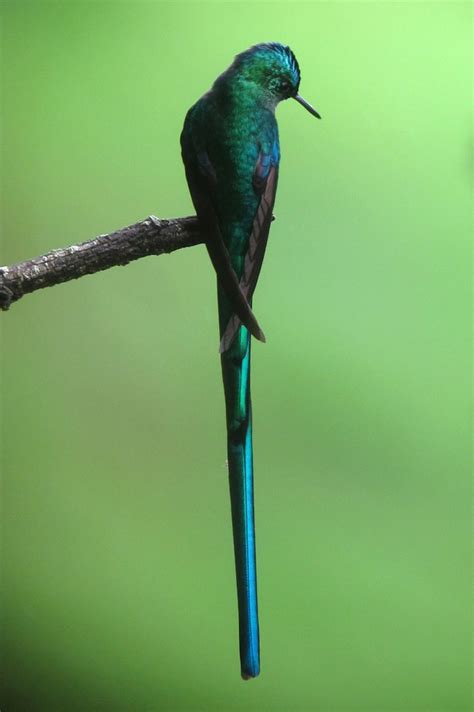 Colibrí De Cola Larga Fauna Y Flora De La Reserva Natural La Esperanza