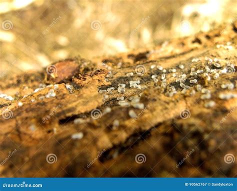 Ant Larvae 1 stock image. Image of nest, south, garden - 90562767