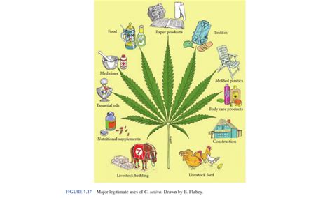 Hemp 101 Key Facts You Need To Know Marialma Blog