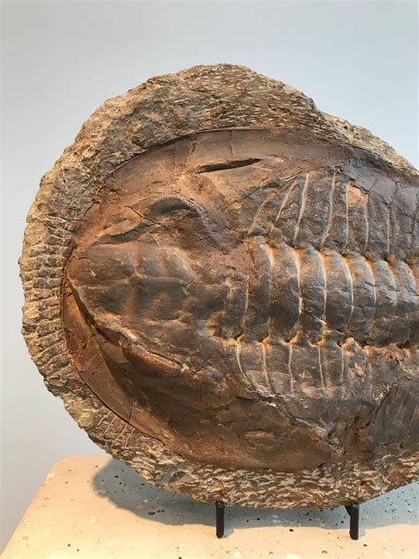 Giant Trilobite Fossil At 1stdibs