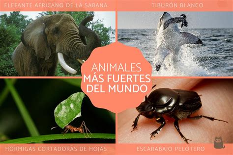 Los 15 animales más fuertes del mundo Descubre su fuerza