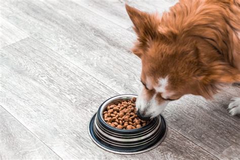 Is Nutro Feed Clean Good Dog Food