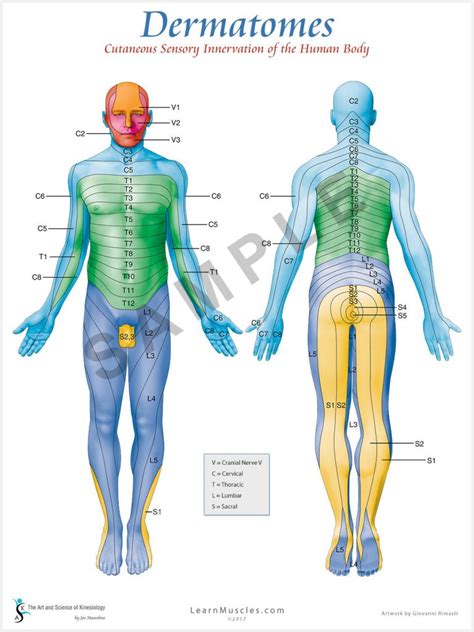 Dermatomes Of Upper Extremity