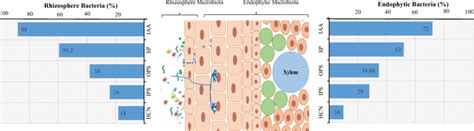 Pgp Traits Of Bacterial Strains Isolated From Rhizosphere Soil And