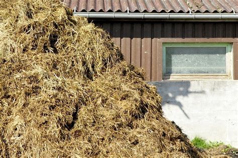 Sheep Vs Cow Vs Chicken Manure Which To Choose Ultimate Backyard