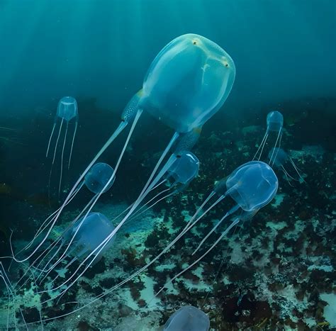 Le Australiane Cubo Meduse Mortali E Per Nulla Giganti Ocean Reef