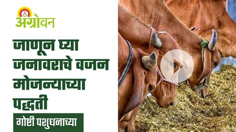 Animal Care जनावरांचं वजन मोजण्याची ही सोपी पद्धत माहीत आहे का