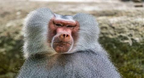 Funny Joke ‣ Baboon That Could Talk | Satibal