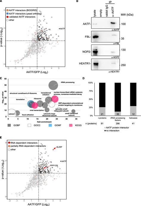 The Protein Interactome Of AATF Is Strongly Enriched For Proteins